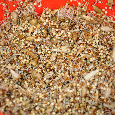 Muesli de graines germées