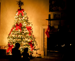 Living Christmas tree - sustainability at Christmas time