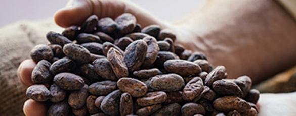 Lifefood Story Lifefood Story