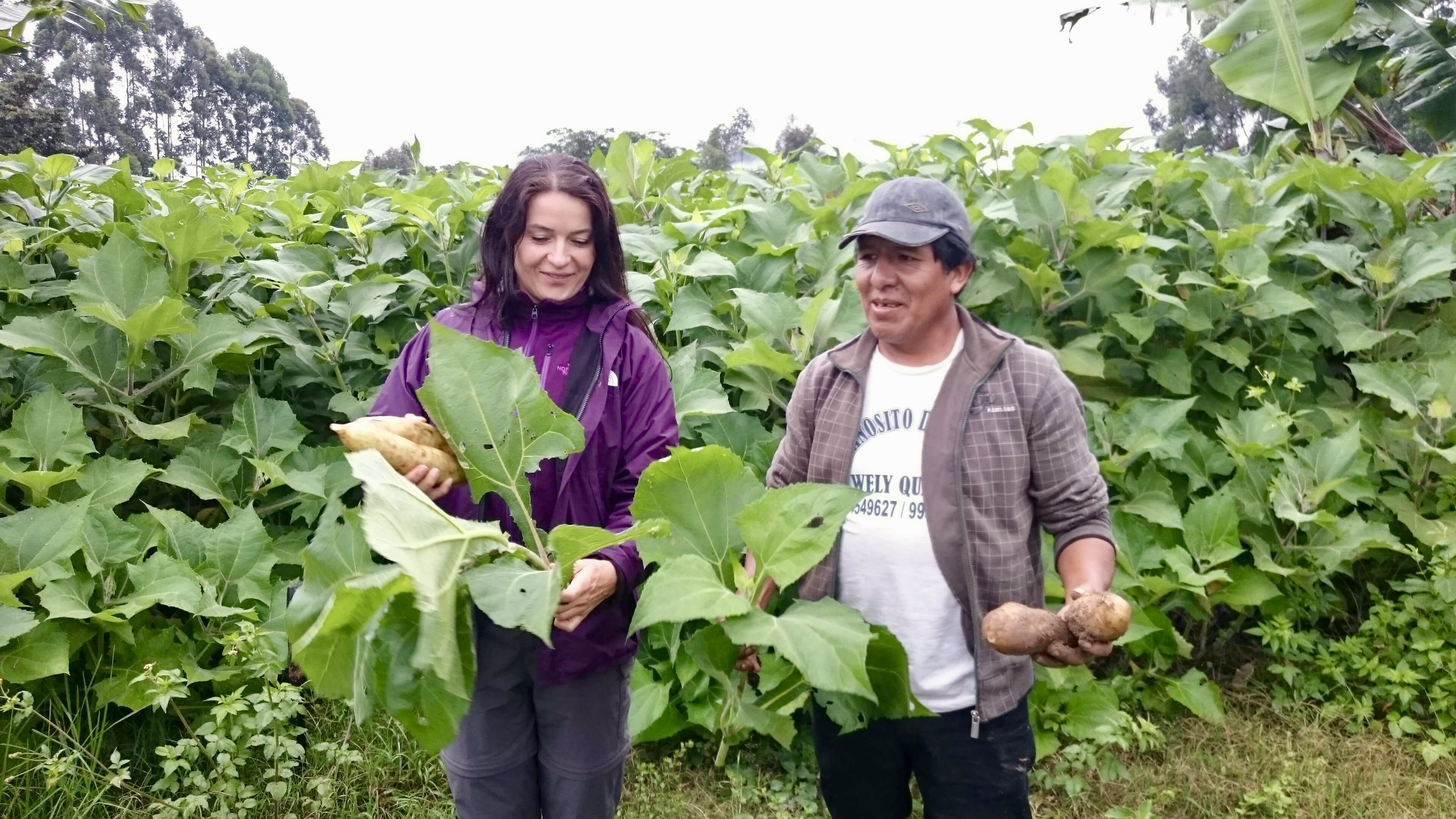 Tereza Havrlandova - Lifefood founder - at the yacon farm in Peru