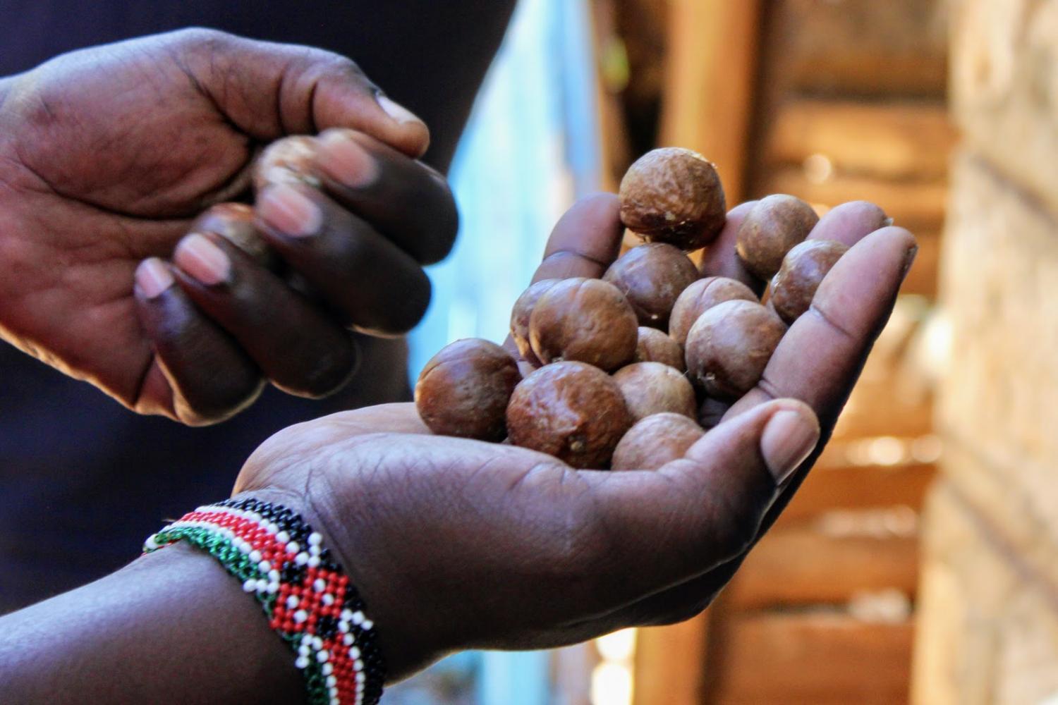 Let's visit Kenya, where macadamia nuts are grown for you with care and in harmony with nature and its inhabitants.