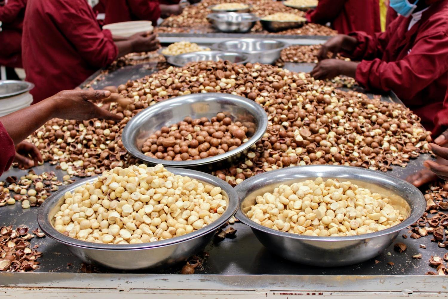 Een macadamia-kwekerij, net even anders. Een macadamia-kwekerij, net even anders.