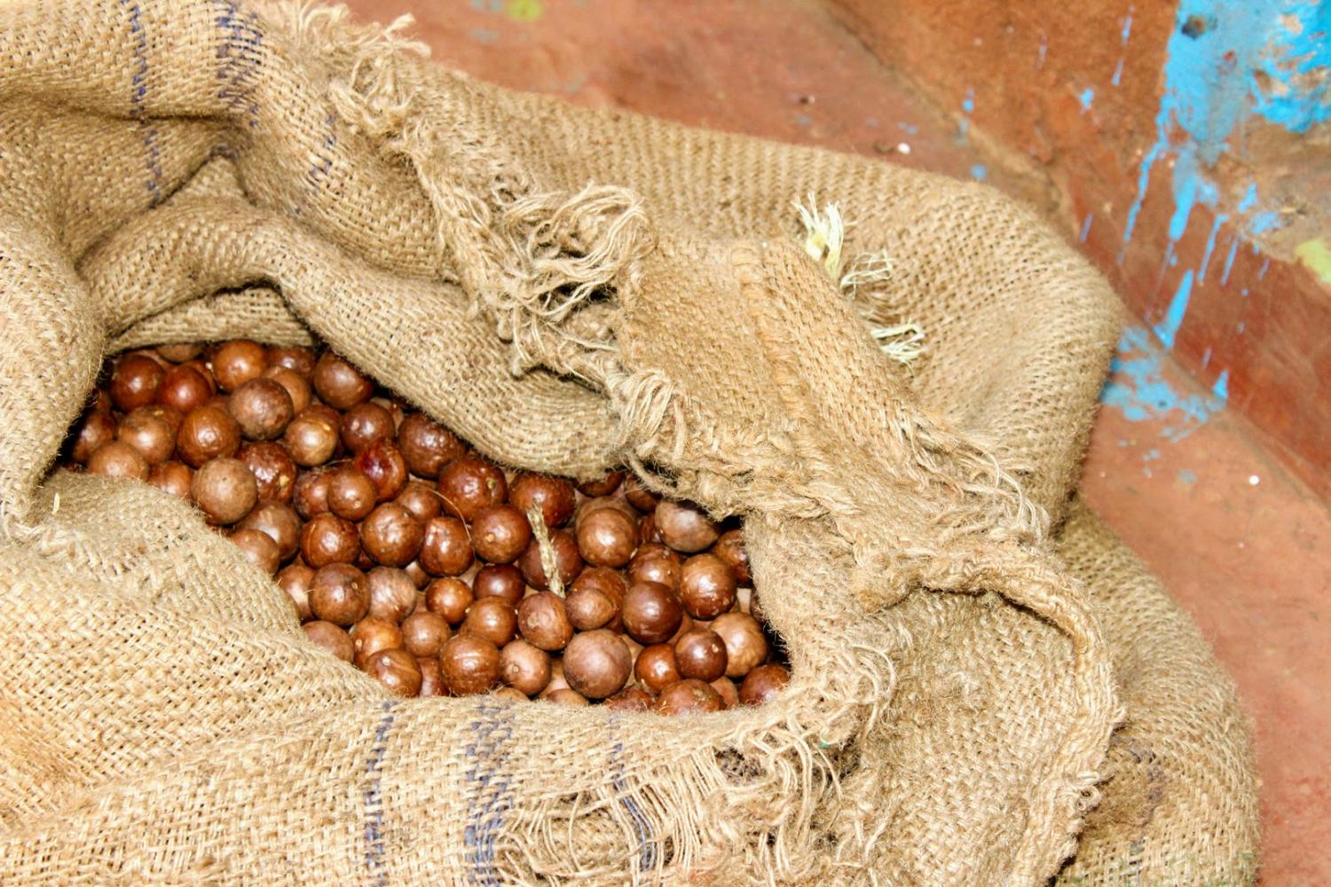 Een macadamia-kwekerij, net even anders. Een macadamia-kwekerij, net even anders.