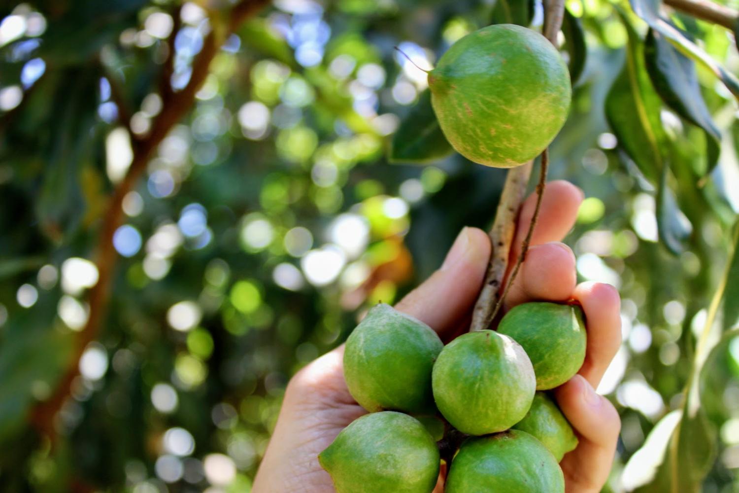 Une ferme de macadamias légèrement différente