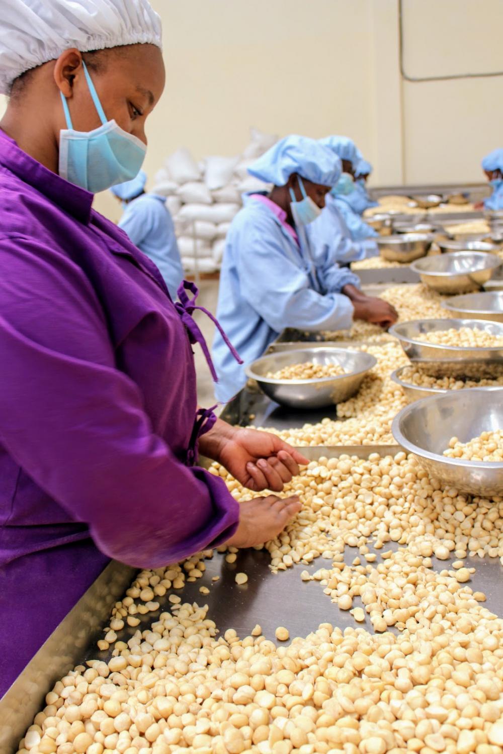 Une ferme de macadamias légèrement différente