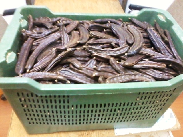 Carob tree pods