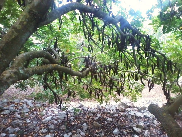 Carob tree