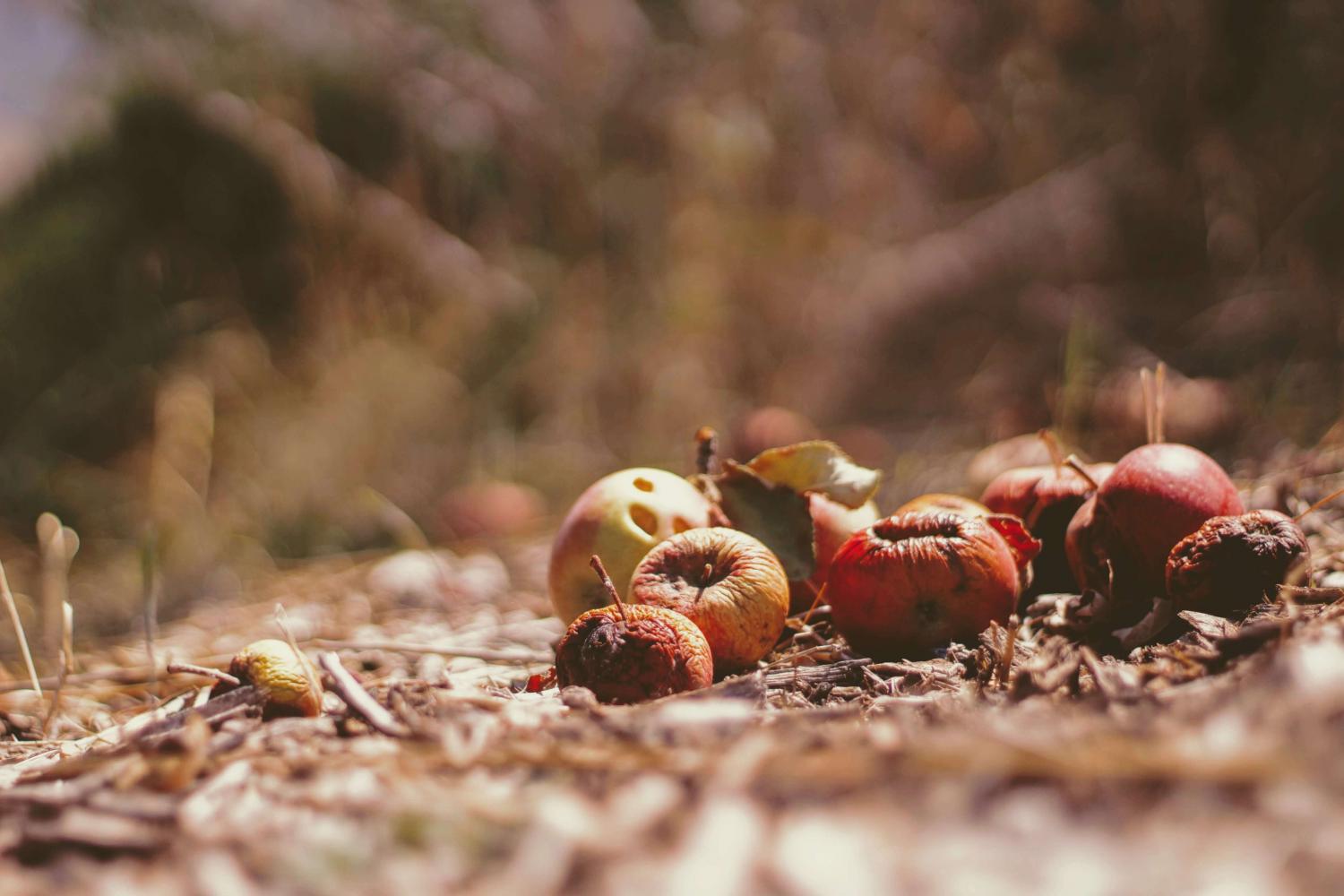 Dried apple