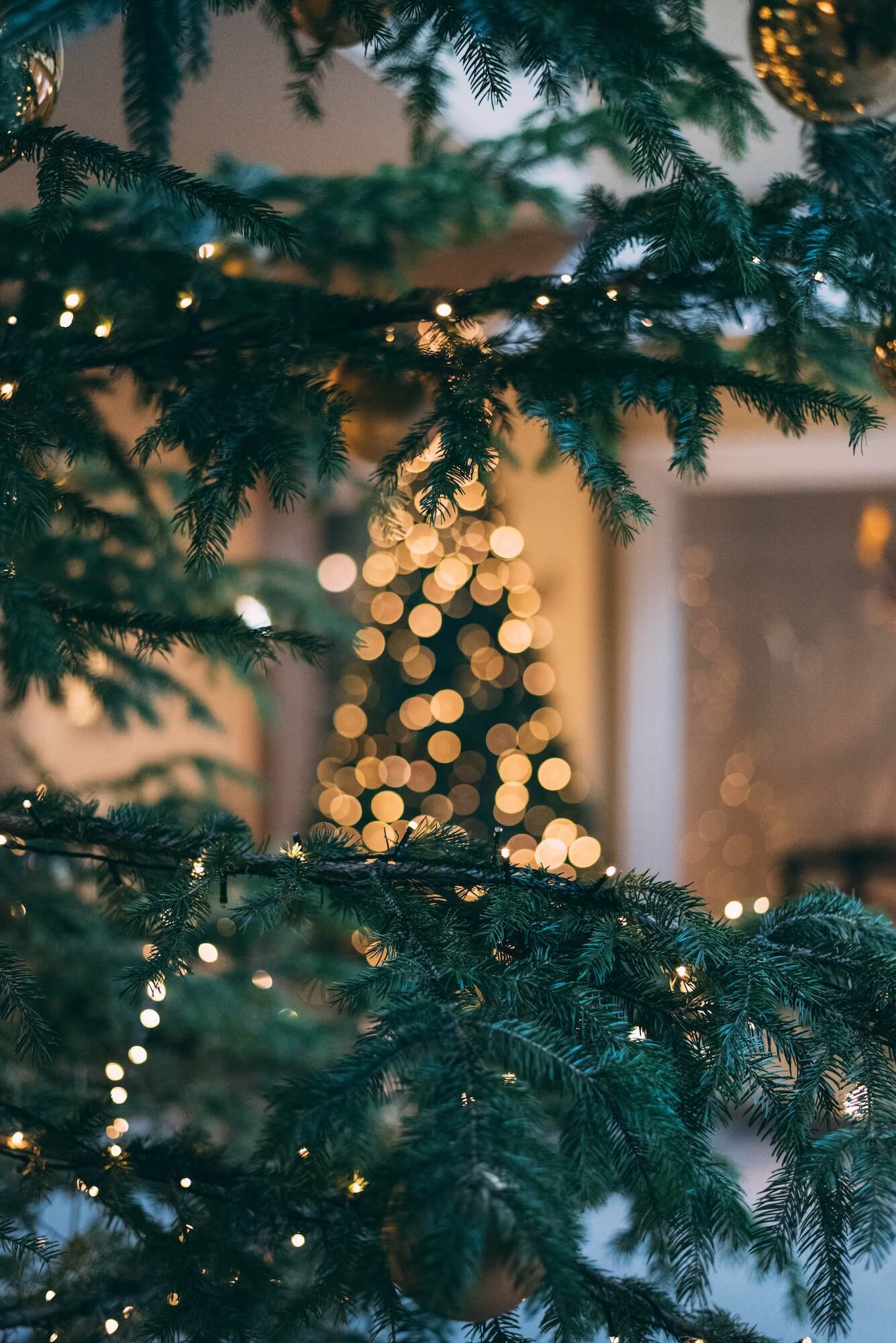 Lebender Christbaum – Nachhaltigkeit zur Weihnachtszeit