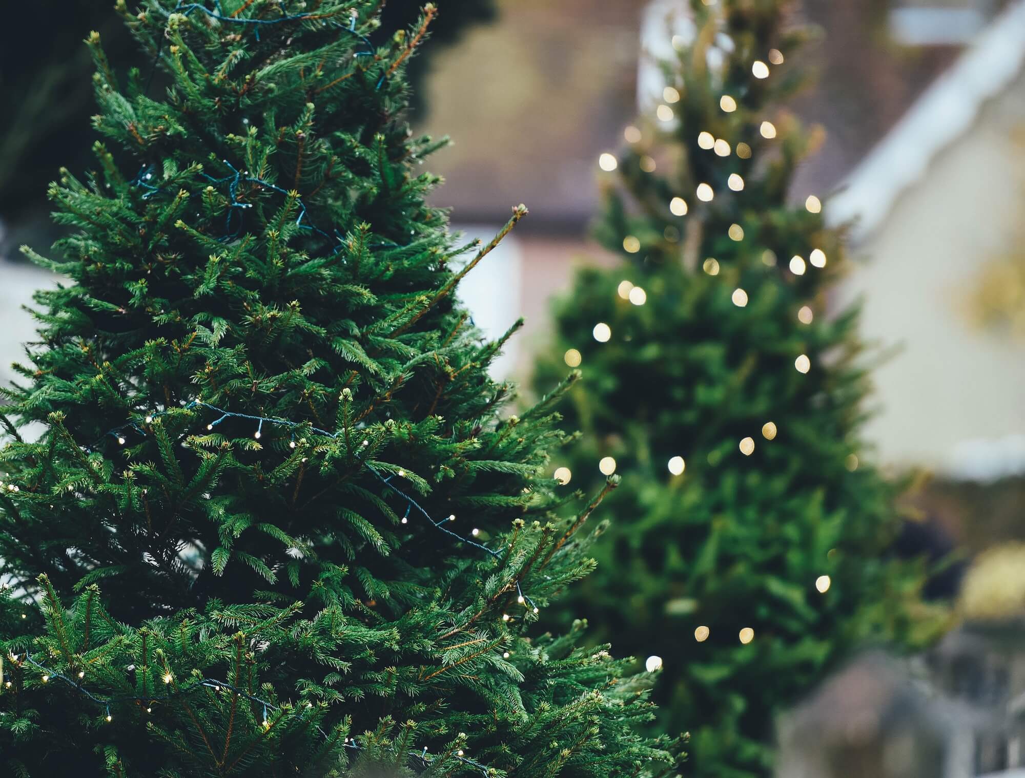 Lebender Christbaum – Nachhaltigkeit zur Weihnachtszeit