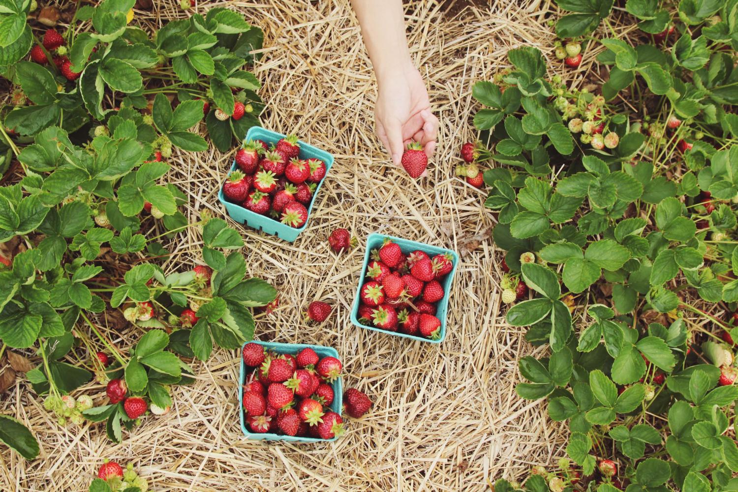 The 4 proven health benefits of a plant-based diet The 4 proven health benefits of a plant-based diet