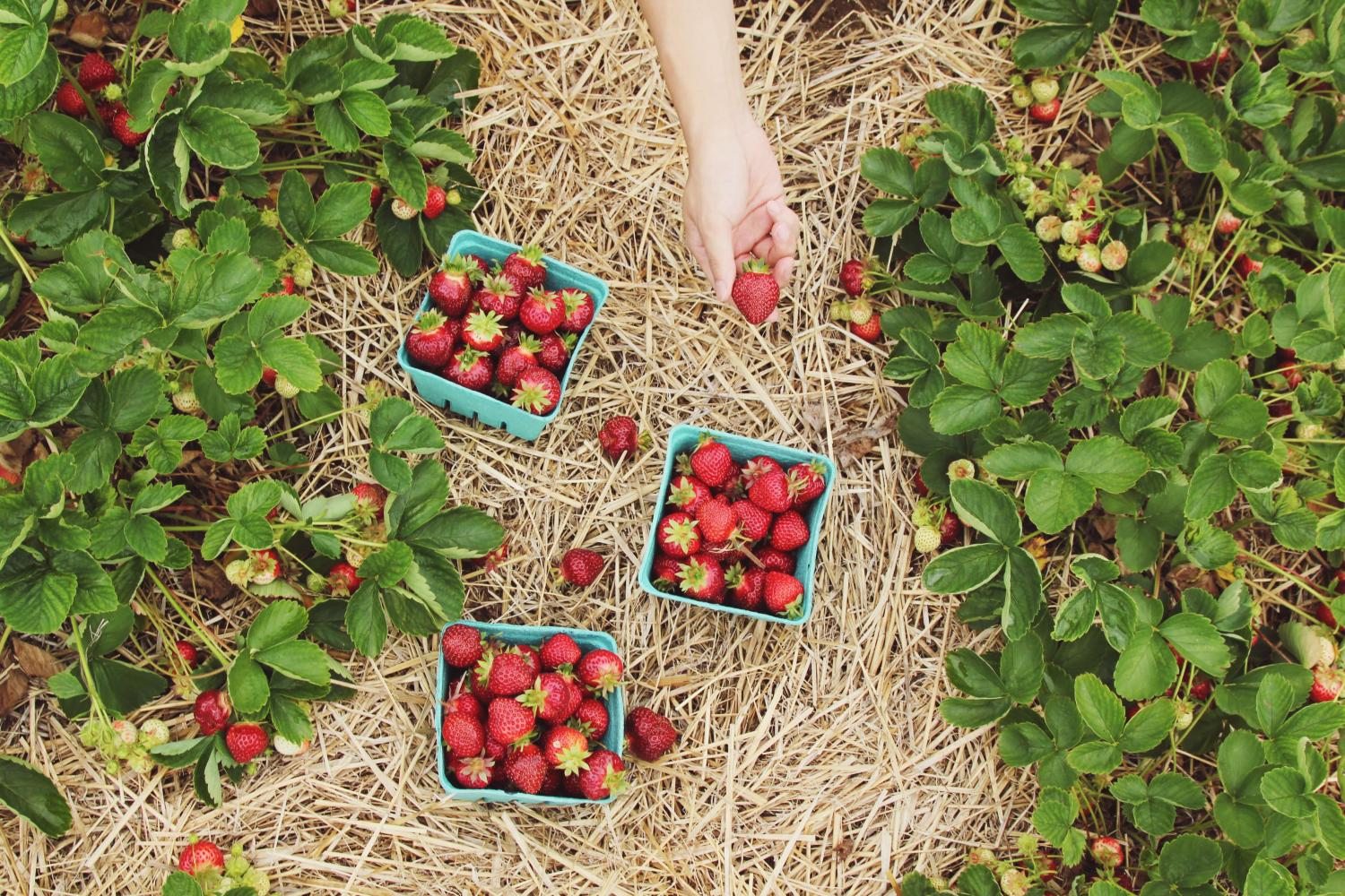 Les 4 bienfaits prouvés d'un régime à base de plantes