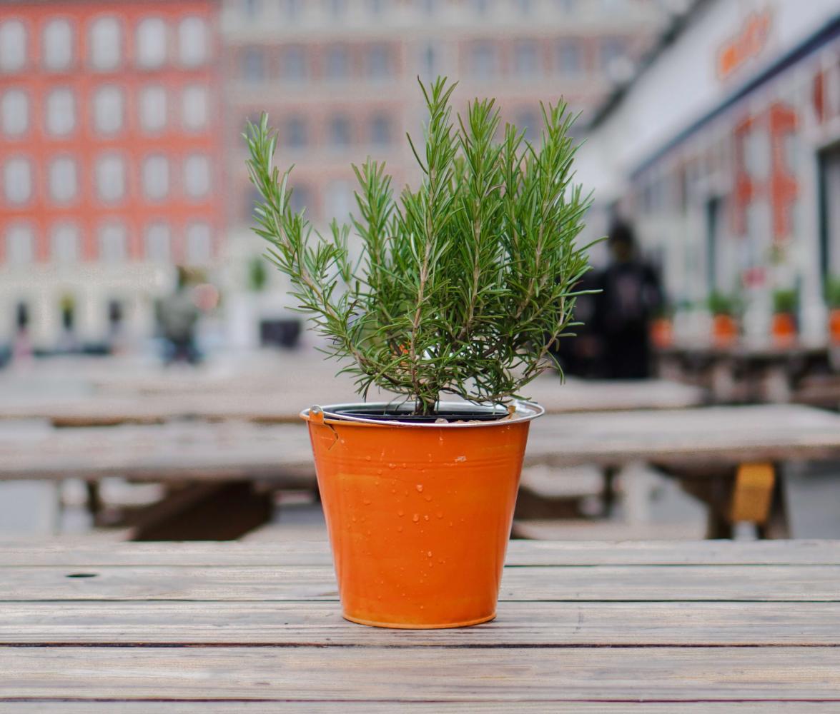 Christmas tree in the pot