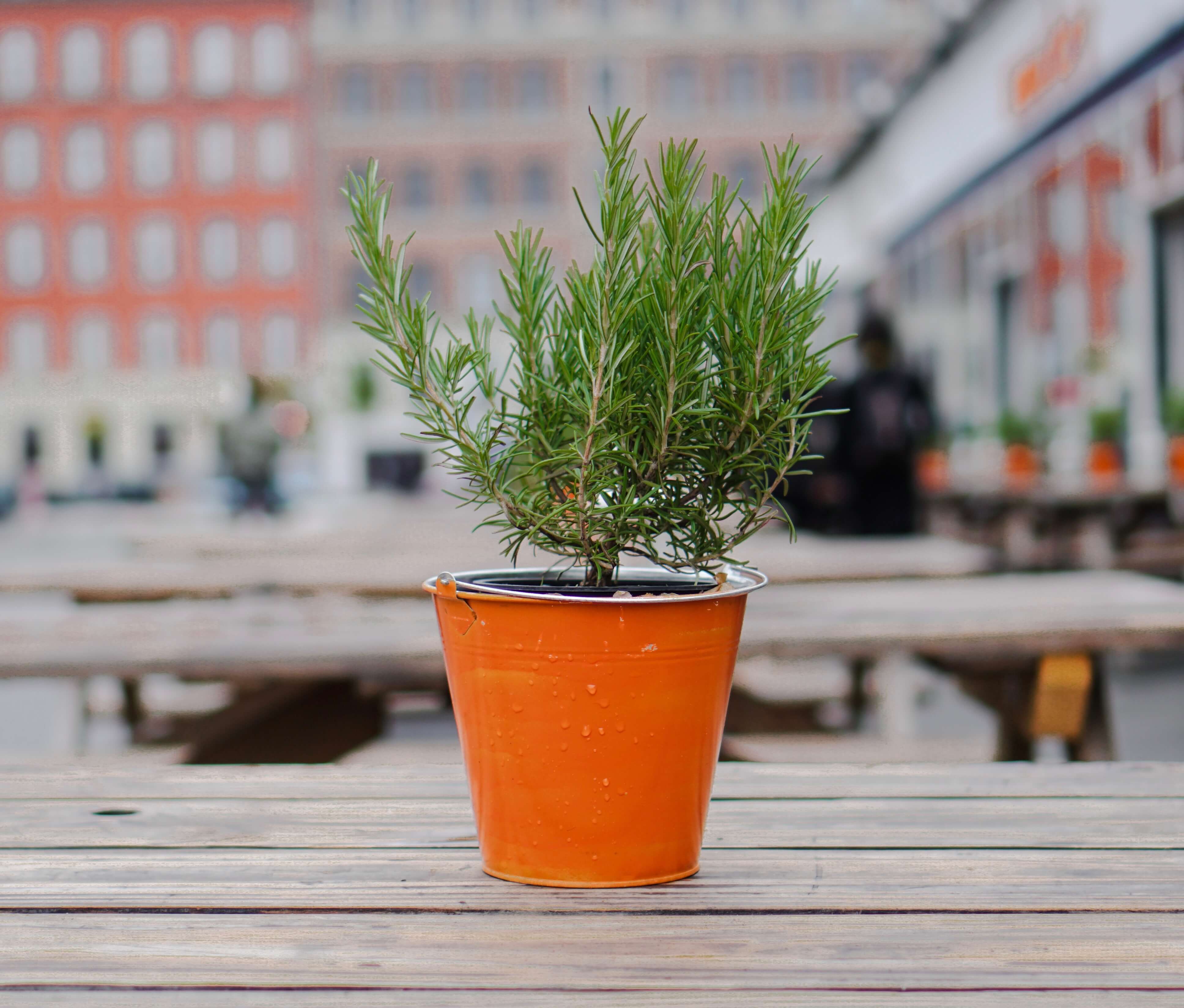 Christmas tree in the pot