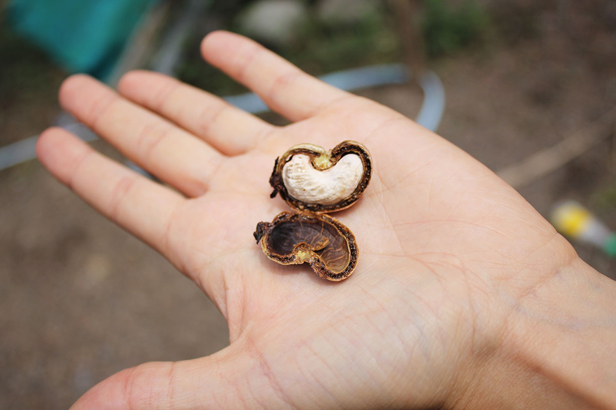 Cashew Aufbruch von Lifefood Gründerin Tereza