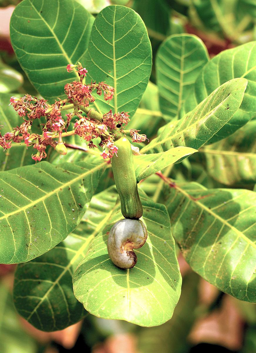 Bezoek aan een bijzonder cashewnoten-bedrijf.