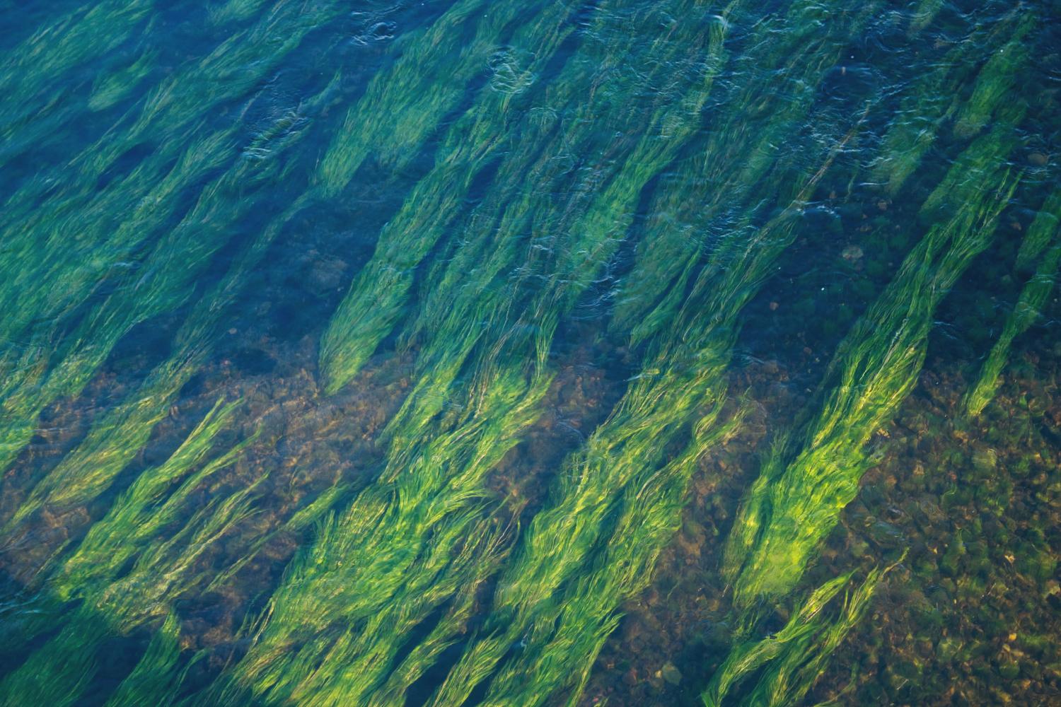 Kelp is an important source of iodine