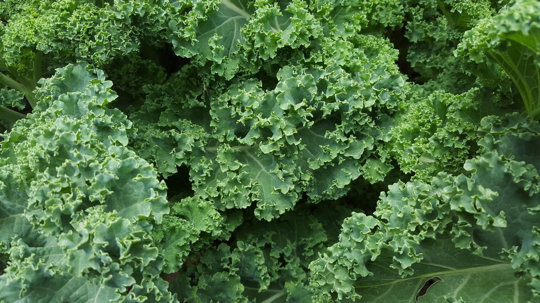 Kale - the sweet winter vegetable Kale - the sweet winter vegetable