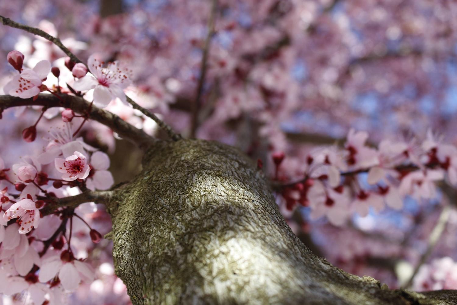 Almond tree