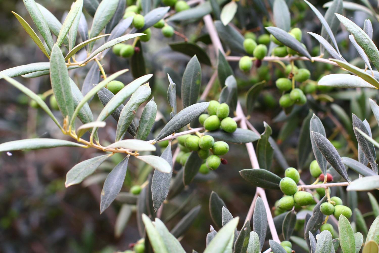 Olives - nutrient bomb of the olive tree