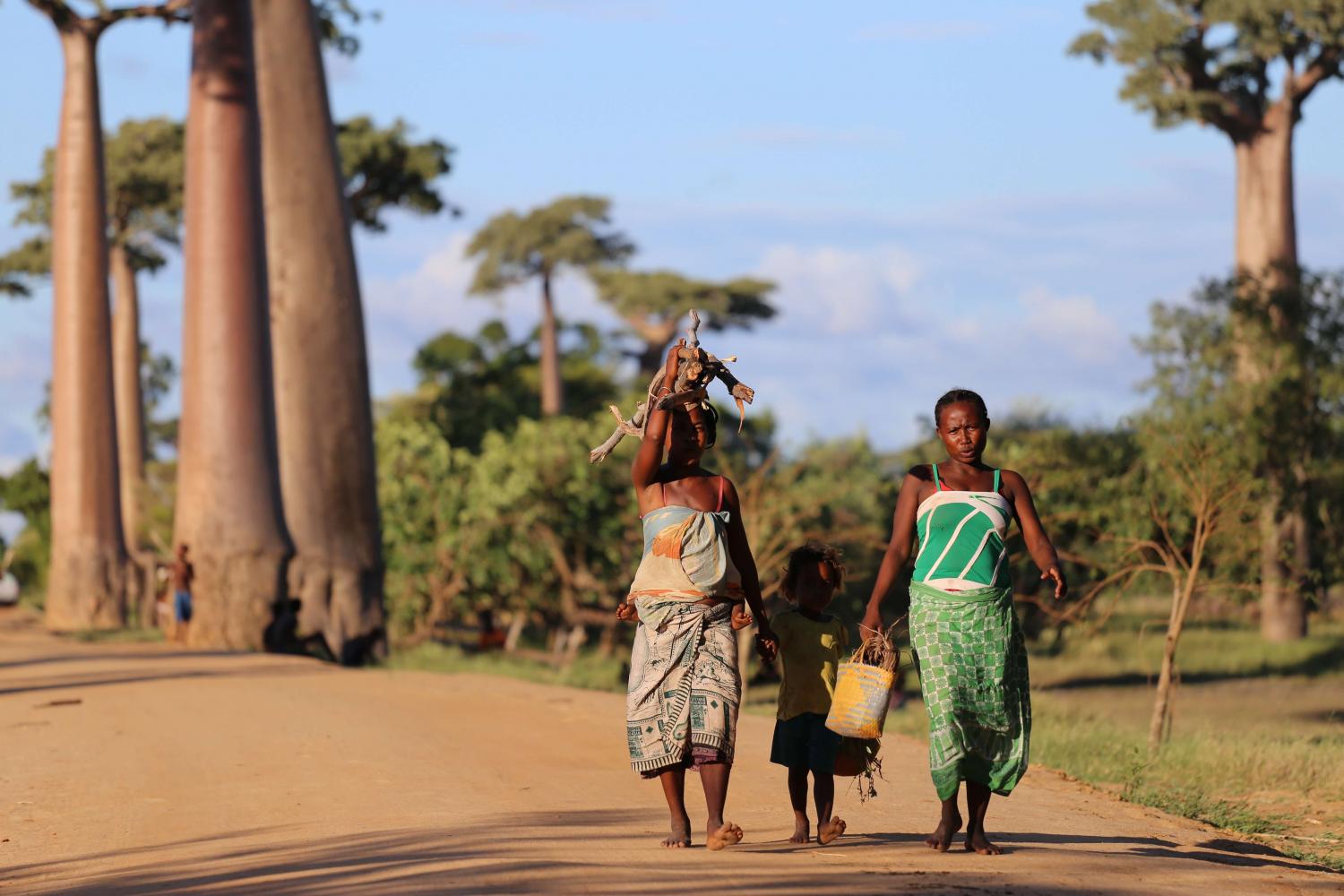 Baobab in Africa