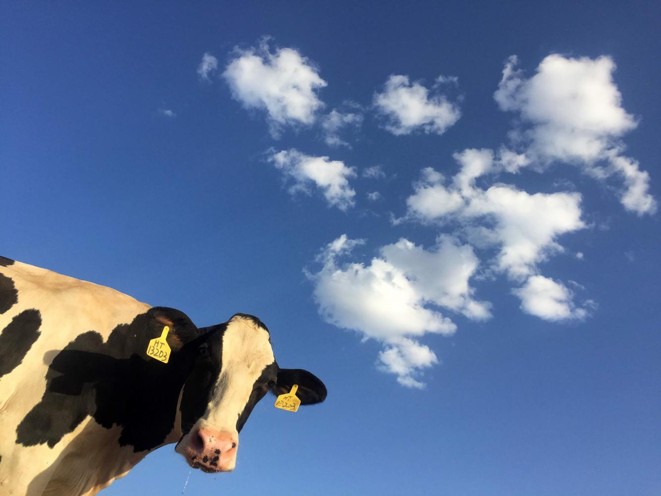 tl_files/data/en/Blog/2019/March/Vegan%20Ethics/cow.jpg tl_files/data/en/Blog/2019/March/Vegan%20Ethics/cow.jpg