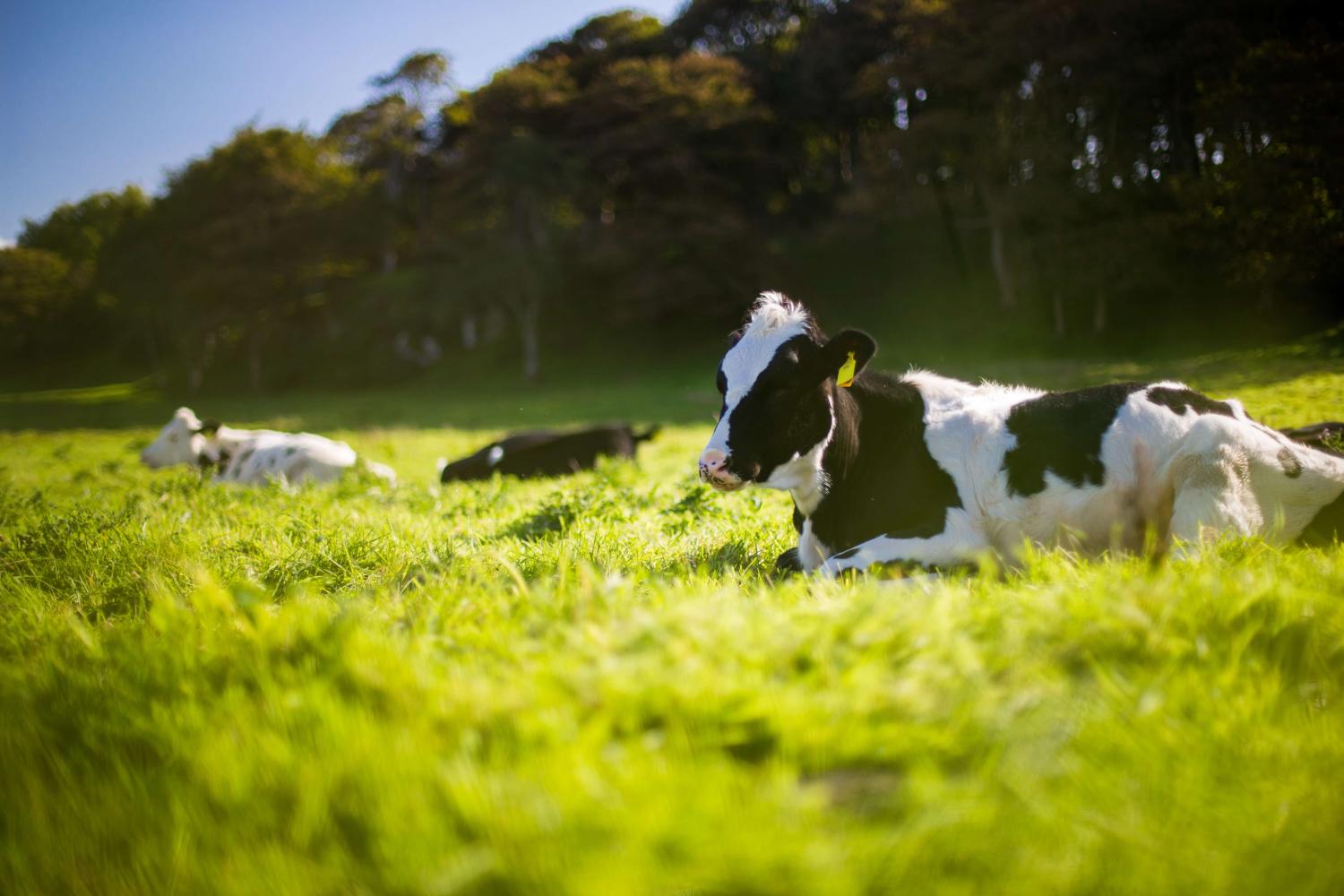 Veganisme vanuit een ethisch perspectief