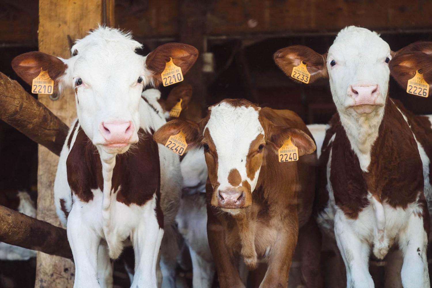 http://contao.lifefood.eu/tl_files/data/en/Blog/2019/March/Vegan Ethics/vegan_ethics_1.jpg http://contao.lifefood.eu/tl_files/data/en/Blog/2019/March/Vegan Ethics/vegan_ethics_1.jpg