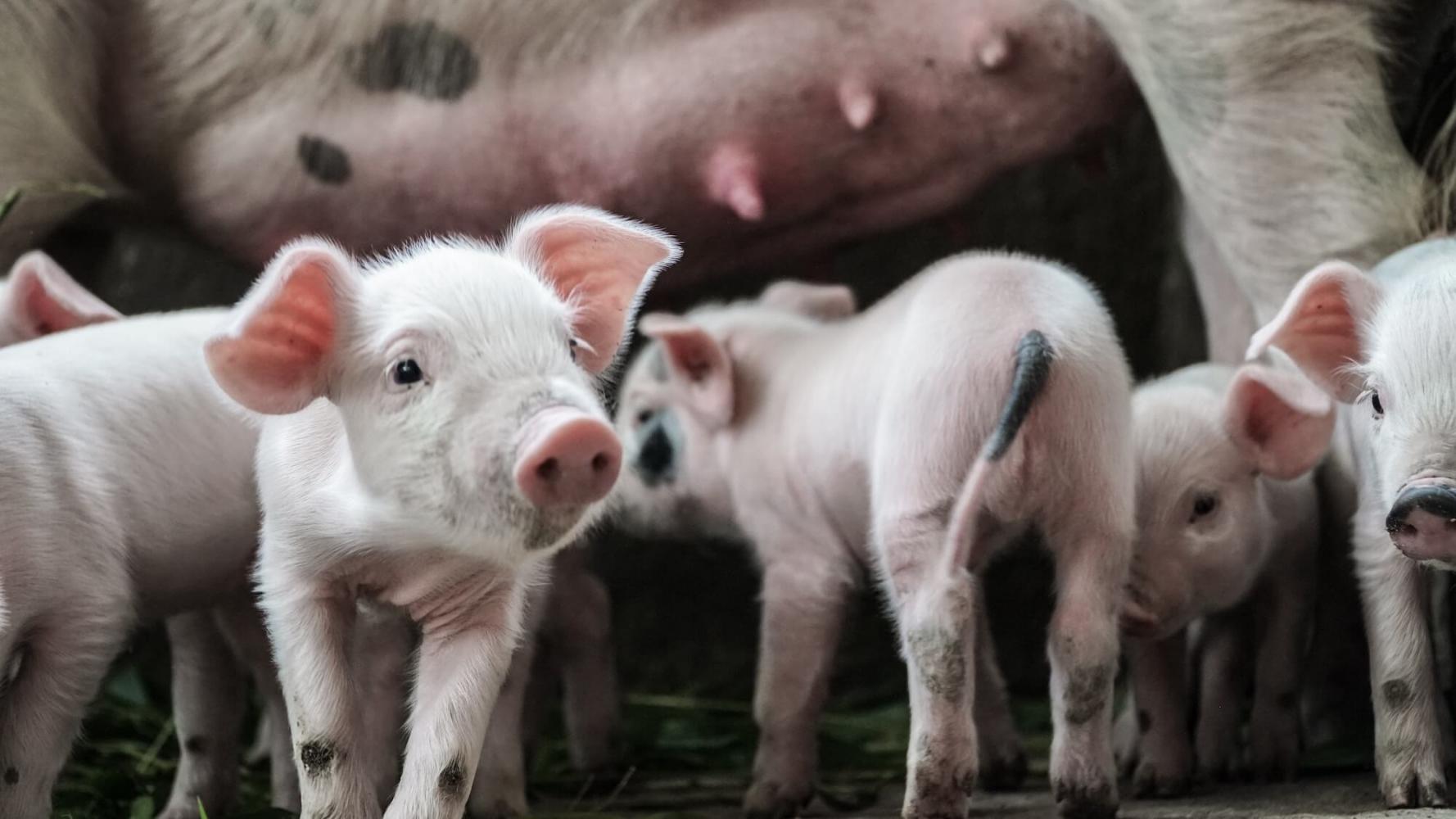 tl_files/data/en/Blog/2019/March/Vegan%20Ethics/vegan_ethics_cover.jpg tl_files/data/en/Blog/2019/March/Vegan%20Ethics/vegan_ethics_cover.jpg