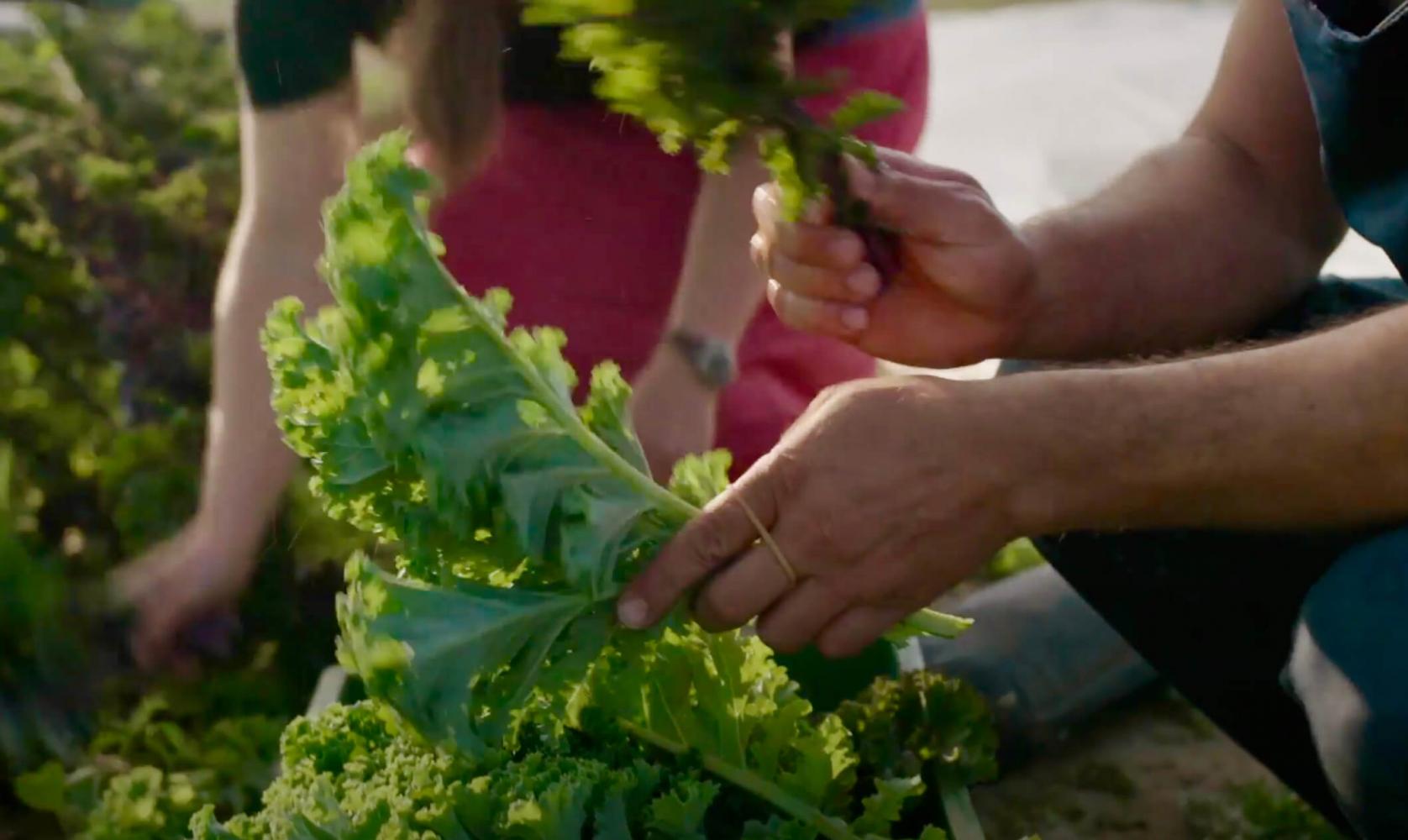 Du champ directement à vous : Chips de kale de saison sont arrivées !