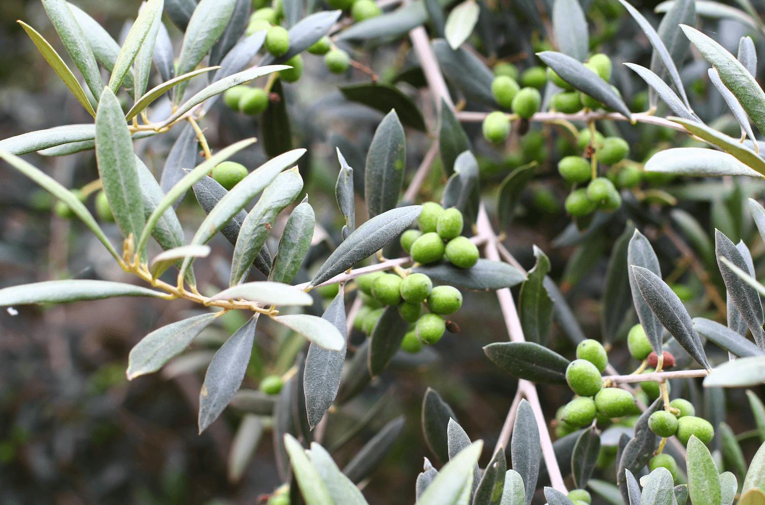 Would you like to know where Lifefood’s raw olives come from?