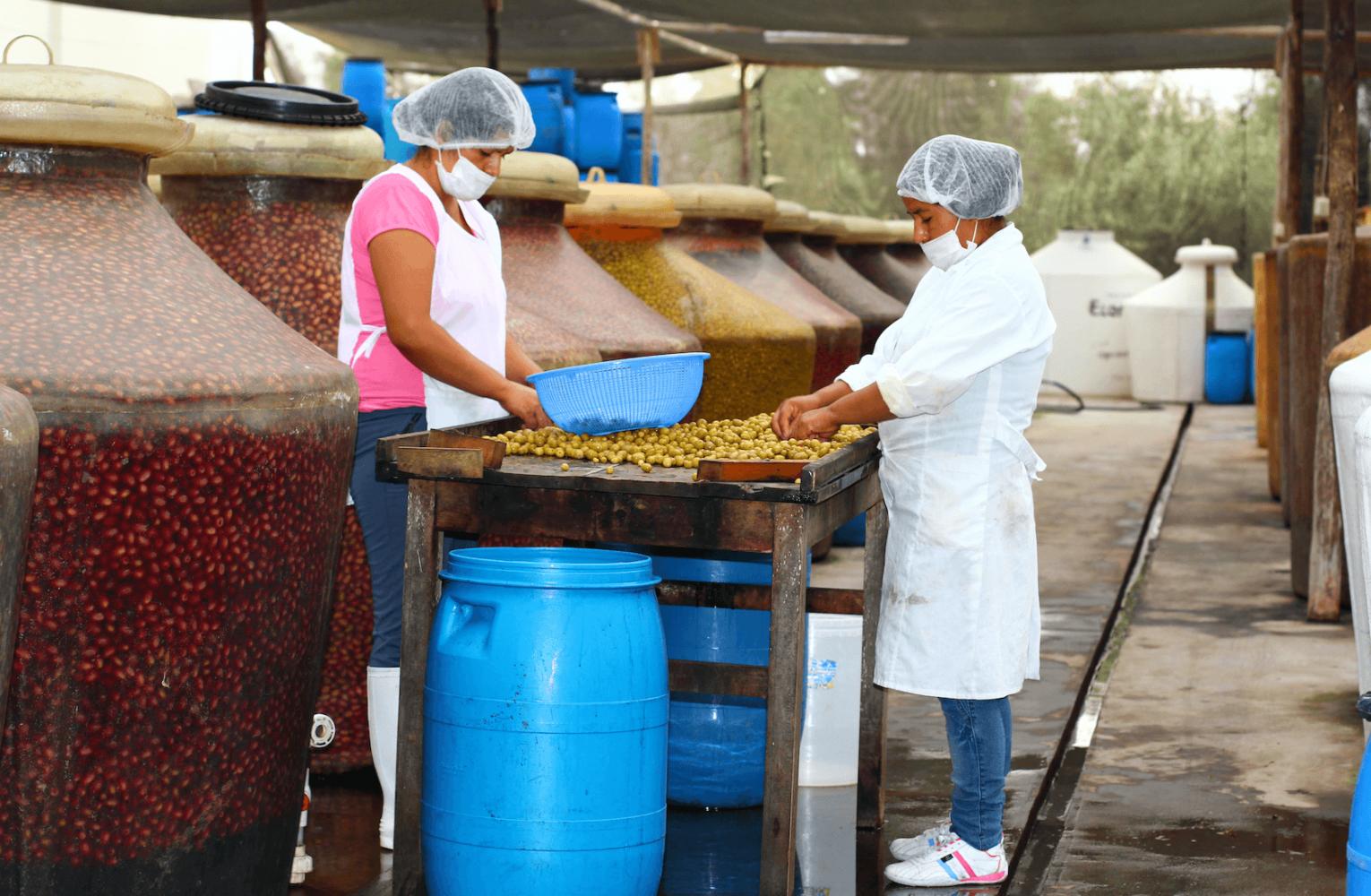 Would you like to know where Lifefood’s raw olives come from?
