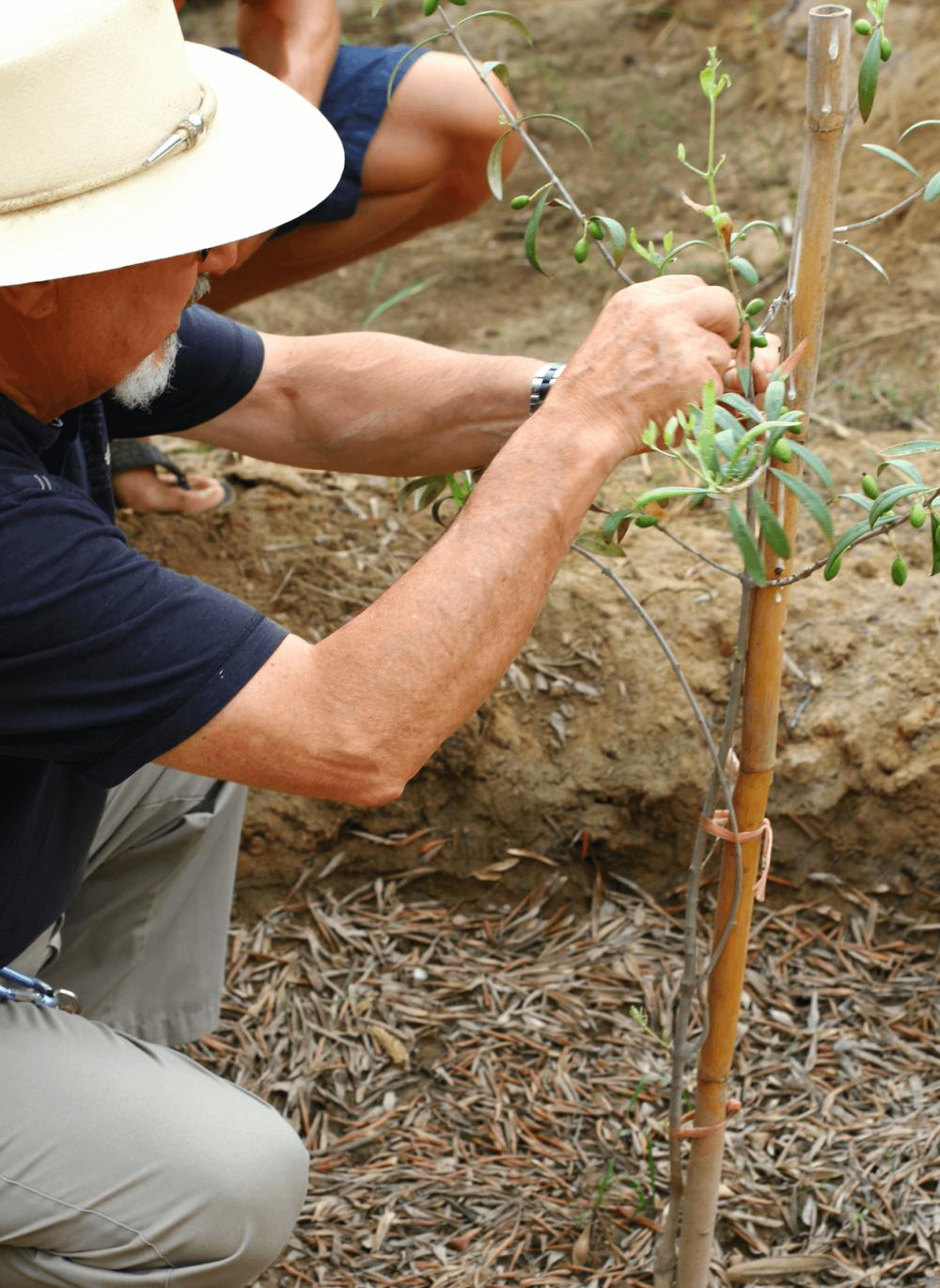 Would you like to know where Lifefood’s raw olives come from?