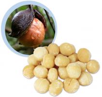 Macadamia Nüsse Anbau biologisch